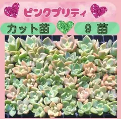 2026年最新】ピーチ姫 多肉植物の人気アイテム - メルカリ