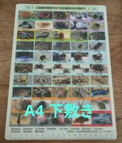 Item thumbnail for item bccd5e4a-d5db-45f4-98ac-df18264be33a