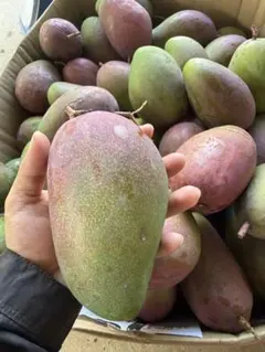 大15kg沖縄県産 摘果マンゴー(お漬物用）60g～日々肥大 - メルカリ