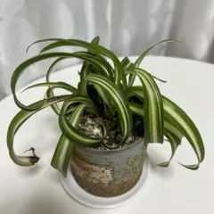 万年青 オモト 抜き苗 1株 - メルカリ