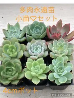 多肉植物 ファームパルク苗♡小苗セット(速達付) - メルカリ