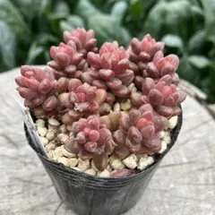 ふなまゆ様 リクエスト 3点 まとめ商品