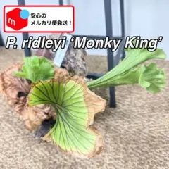 圧倒的かっこ良さ‼️】アンスリウム ドラコノプテラム 超希少 メルカリ
