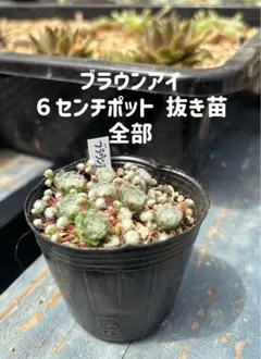 センペルビブム ブラウンアイ ６センチポット　抜き苗全部のサムネイル