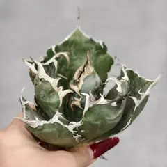 2026年最新】地獄猫 アガベの人気アイテム - メルカリ