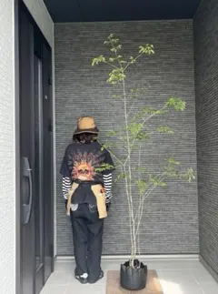 2026年最新】山採り アオダモの人気アイテム - メルカリ