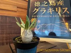 徳之島グラキリス】実生5cm｜選抜丸型良株｜3頭｜白肌美株｜ - メルカリ