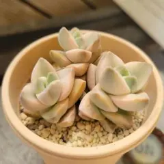 ＊速達付き＊Chie様 リクエスト 3点 まとめ商品