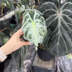 アロカシア ヴェノム Alocasia 'Venom' 管理番号s272 - メルカリ