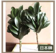 日本榊　国産榊　1束×2本　榊　さかき　④のサムネイル
