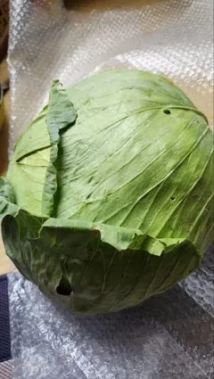 自然栽培 大玉キャベツ 約3kg超え（おまけ野菜付き/農薬・化学肥料不使用）のサムネイル