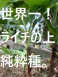 100cm=世界で2番目に美味！？◇ドワーフ・ライチ。バナナ苗◇食味AAA