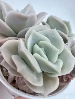 ラブリーローズ錦 白斑 斑抜け 根付き苗 多肉植物 - メルカリ