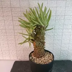 チレコドン ワリチー 発根済み 現在株コーデックス 多肉植物 塊根植物のサムネイル