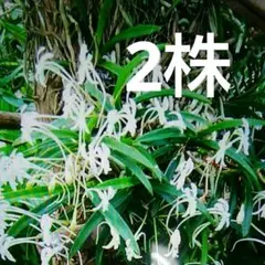 2026年最新】風蘭 大株の人気アイテム - メルカリ