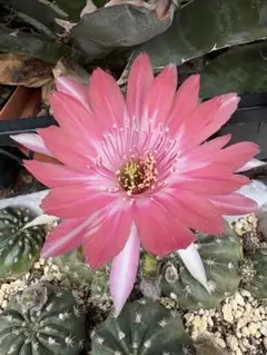 多肉植物 大輪花サボテン 羽花びら /紅糸の花弁 海王丸（実生）開花球