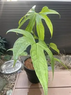 アンスリウム ハイブリッド - メルカリ