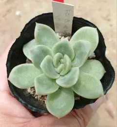 花魅惑✕白雪姫　抜き苗　親株は、錦玉園さんの苗になりますのサムネイル