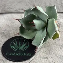 2025年最新】パリートランカータの人気アイテム - メルカリ