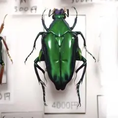 2026年最新】ハナムグリ標本の人気アイテム - メルカリ