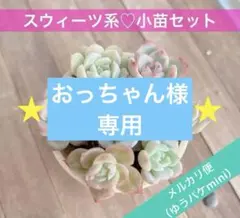 おっちゃん様 おまとめ専用　ミニ苗&スウィーツ