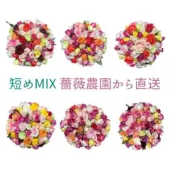 薔薇アレンジMIX【生花・切り花】20cm 60本《画像参照》のサムネイル
