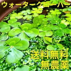 よだいこん様 リクエスト 2点 まとめ商品