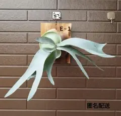 ○ポットごと♡エバーフレッシュ♡7号 空気清浄の木 夜眠る 観葉植物