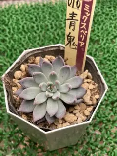 2025年最新】おらいさん苗 青鬼の人気アイテム - メルカリ