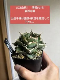 LIZE血統!! 清櫻(セオ) コンパクト 子株②(発根済み)の出品です！送料込のサムネイル