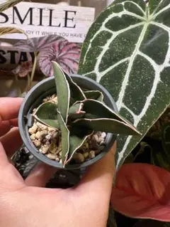 2026年最新】サンセベリアの人気アイテム - メルカリ