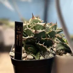 2026年最新】アガベの人気アイテム - メルカリ