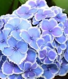 紫陽花　モナリザ　挿し木　2本　挿し穂　カット苗　手毬咲きのサムネイル