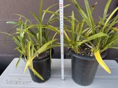 富貴蘭です。60品種あまりの出品です。￼ 3品種以上を選択してお知らせ
