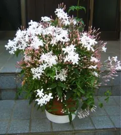 今期開花済み株！ハゴロモジャスミン(複数枝大苗)の抜き苗E