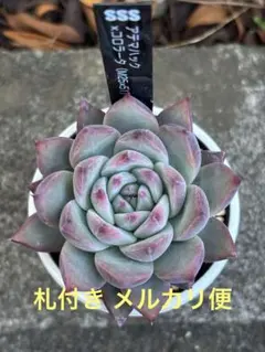 2026年最新】コロラータの人気アイテム - メルカリ