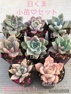 taka.i様 リクエスト 2点 まとめ商品