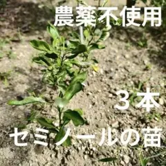 【農薬不使用】セミノールの苗 抜き苗 みかん オレンジ シンボルツリーに☆⑨