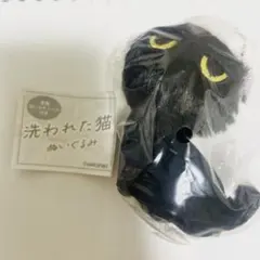 洗われた猫　実家の猫