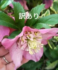 ろひひ様 リクエスト 2点 まとめ商品