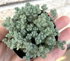 ぽむ様 リクエスト 2点 まとめ商品