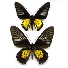 2026年最新】キシタアゲハの人気アイテム - メルカリ