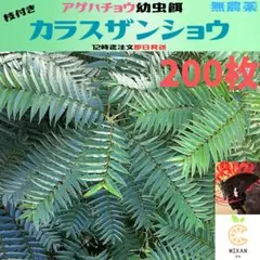 カラスザンショウ 枝付き葉っぱ 1000枚 アゲハチョウ 幼虫 餌 カラスザンショウ 枝付き葉っぱ 200枚 アゲハチョウ 幼虫 餌 - メルカリ