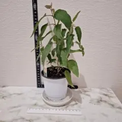 レモンユーカリ　抜き苗