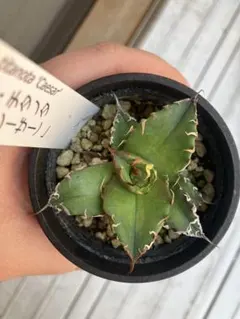 2026年最新】品種名：シーザー 観葉植物 アガベの人気アイテム - メルカリ