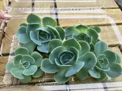 エケベリア七福神　カット苗詰め合わせ　①