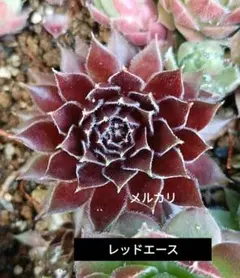 センペルビウム クラマーズスピナード - メルカリ