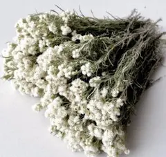 2025年最新】カワラハハコの人気アイテム - メルカリ