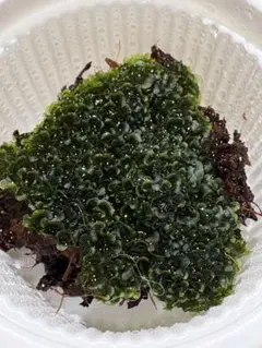 2026年最新】willinckii cloudの人気アイテム - メルカリ