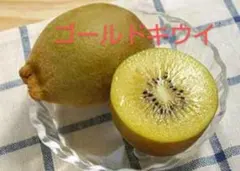 (•ө•)♡ ゴールド種 キウイフルーツ ⭐15